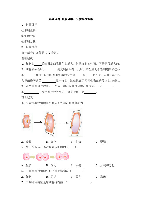 人教版七年级生物上册第二单元《第四课时 细胞分裂》作业设计