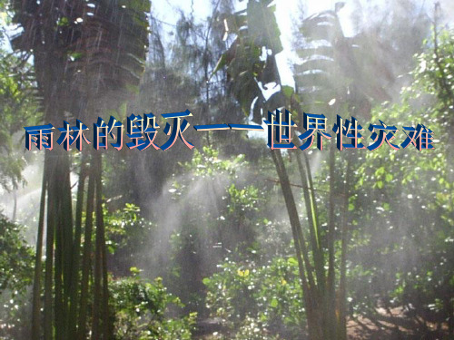 【正式版】初中语文八年级上册《雨林的毁灭——世界性灾难》课件PPT资料