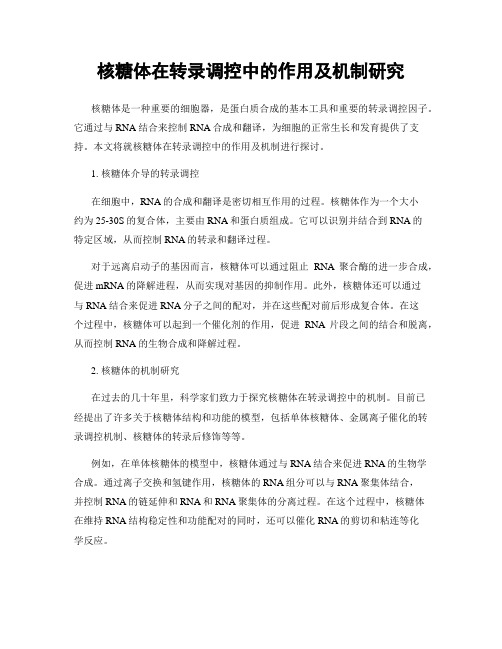 核糖体在转录调控中的作用及机制研究