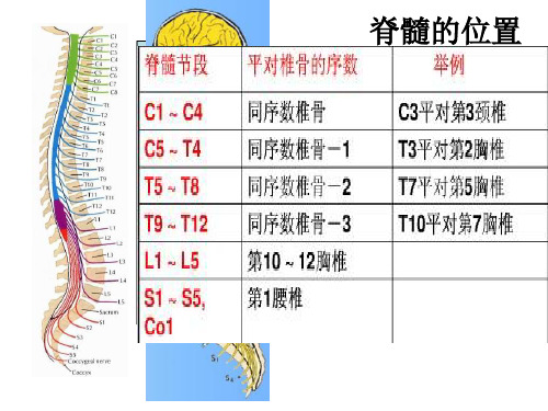 脊髓、脊神经230页PPT