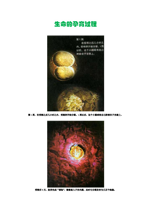 生命的孕育过程