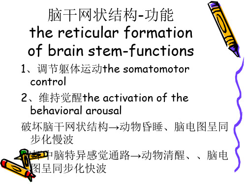 脑the brain-脑干网状结构