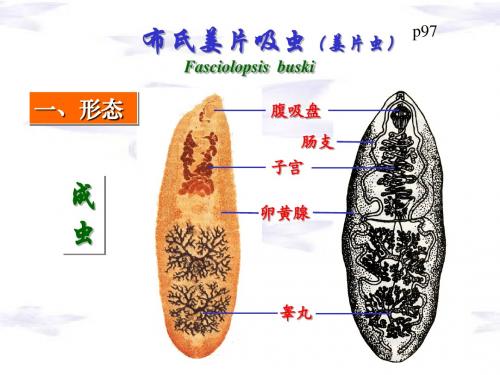 4姜、血吸虫