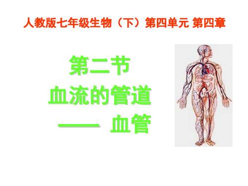 第四章第2节 血流的管道——血管
