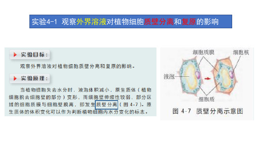 探究实验41观察外界溶液对植物细胞质壁分离和复原的影响高一生物精讲课件