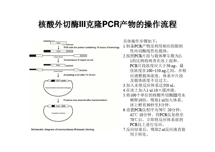 核酸外切酶III克隆PCR产物的操作流程