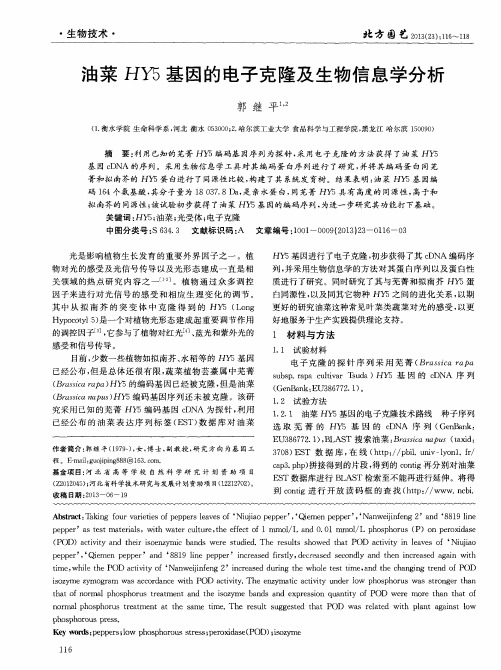 油菜HY5基因的电子克隆及生物信息学分析