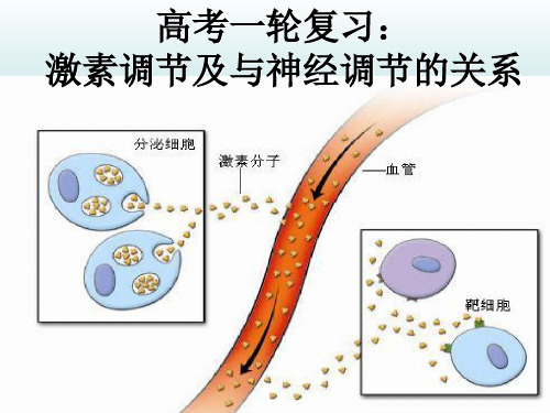 高考一轮复习生物：第25讲激素调节与神经调节关系课件