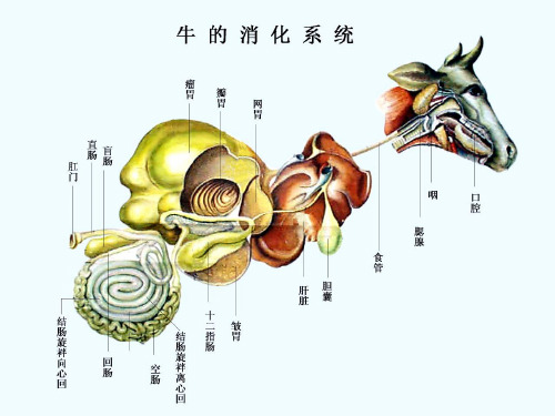 畜禽解剖学消化系统培训课件