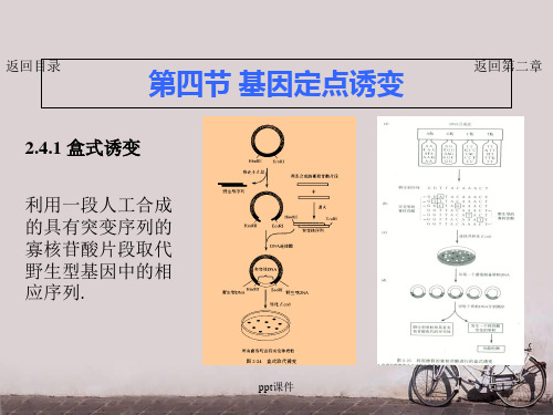 第二章 基因工程主要技术原理-基因定点诱变  ppt课件