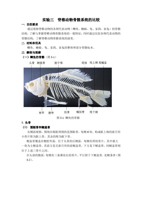 上师大动物学实验骨骼系统