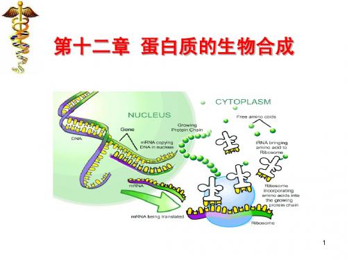 十二-蛋白质生物合成