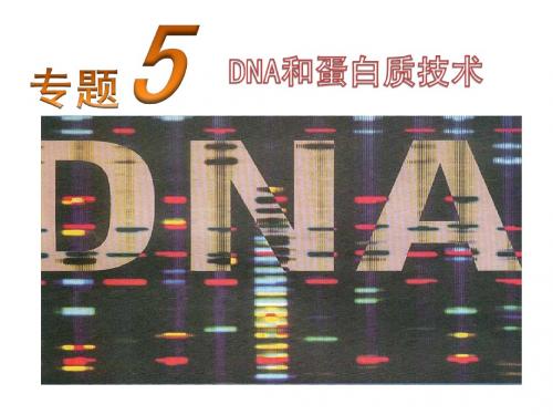 DNA的粗提取和鉴定 教学课件