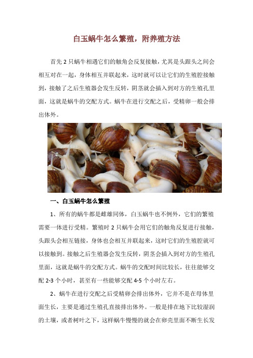 白玉蜗牛怎么繁殖,附养殖方法