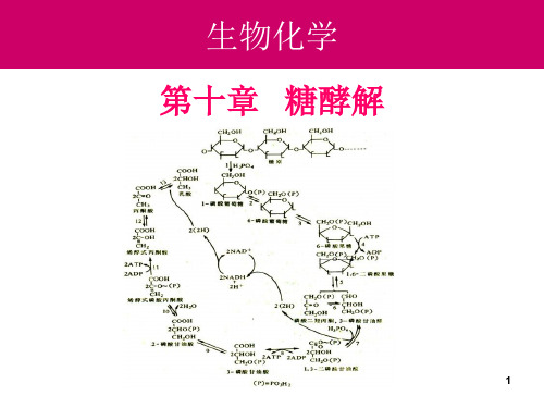 生物化学：10-糖酵解