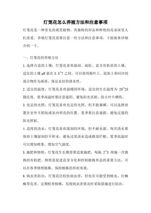 灯笼花怎么养殖方法和注意事项