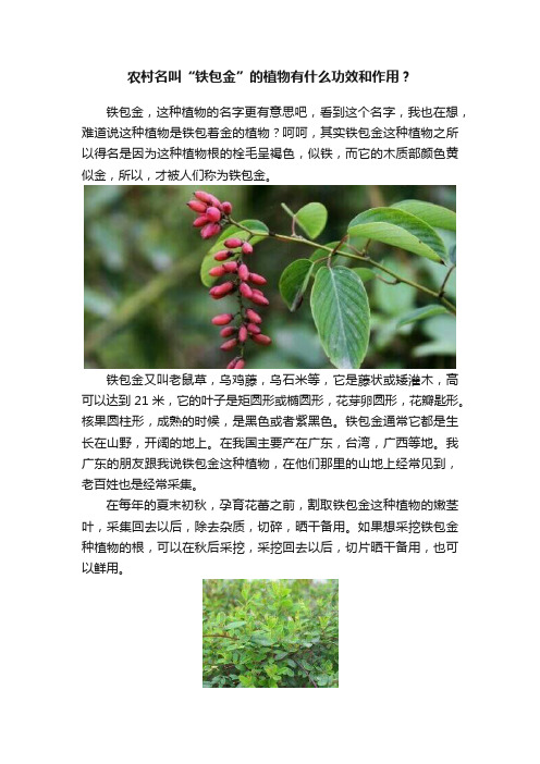 农村名叫“铁包金”的植物有什么功效和作用？