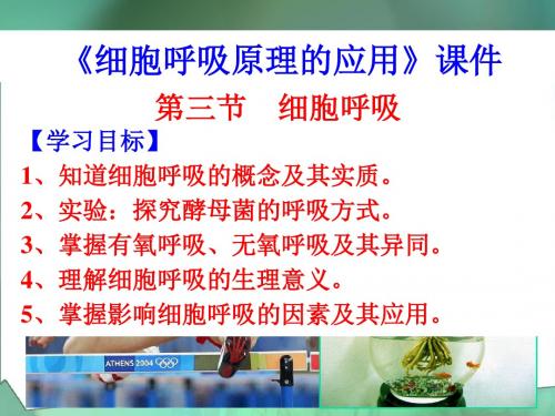 苏教版高中生物必修1课件 细胞呼吸原理的应用课件1