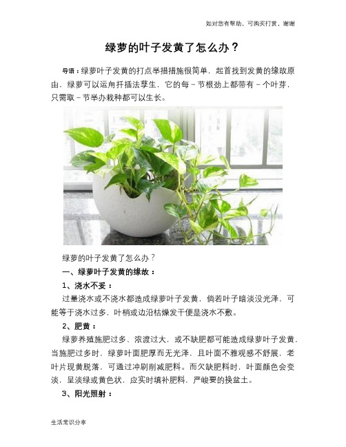 绿萝的叶子发黄了怎么办？