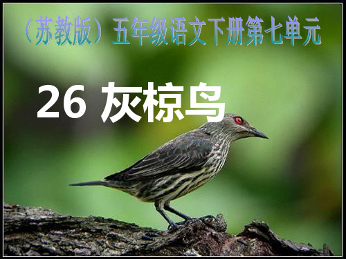 26《灰椋鸟》第二课时课件