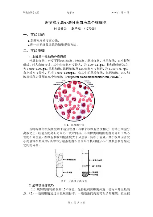 密度梯度离心法分离血液单个核细胞