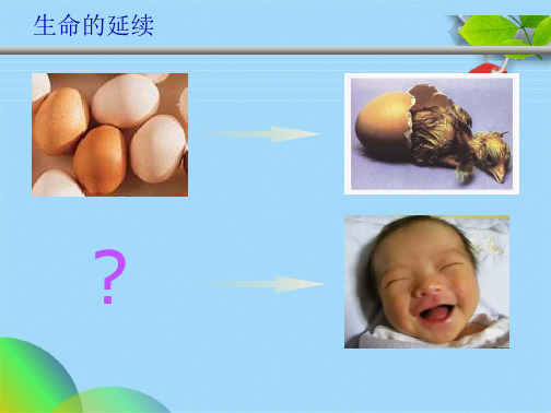 生物的生殖和发育(共106张PPT)