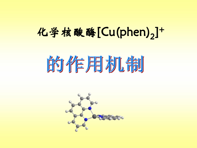 化学核酸酶Cu(phen)2+的作用机制