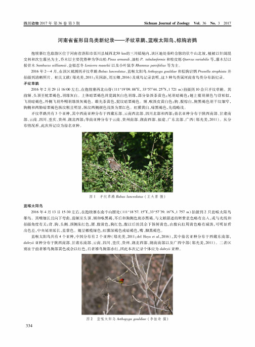 河南省雀形目鸟类新纪录——矛纹草鹛、蓝喉太阳鸟、棕胸岩鹨
