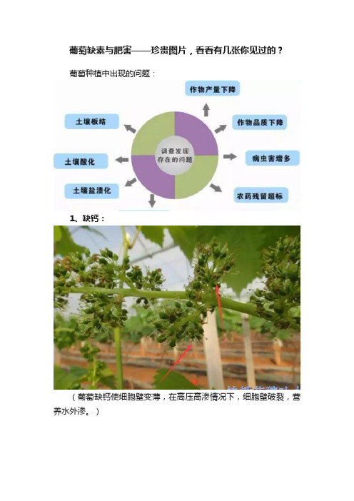 葡萄缺素与肥害——珍贵图片，看看有几张你见过的？