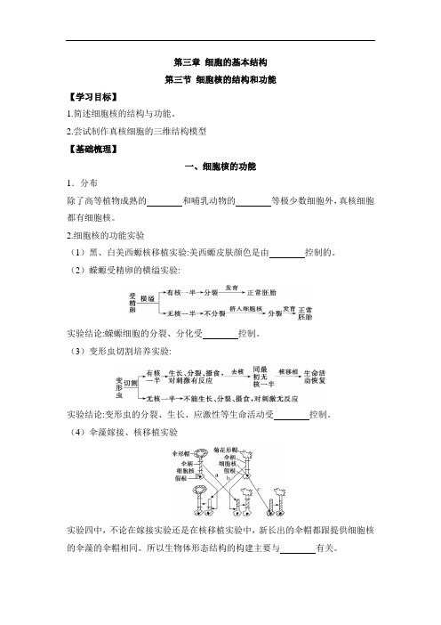 3-3细胞核的结构和功能(学案)——高中生物人教版(2019)必修一