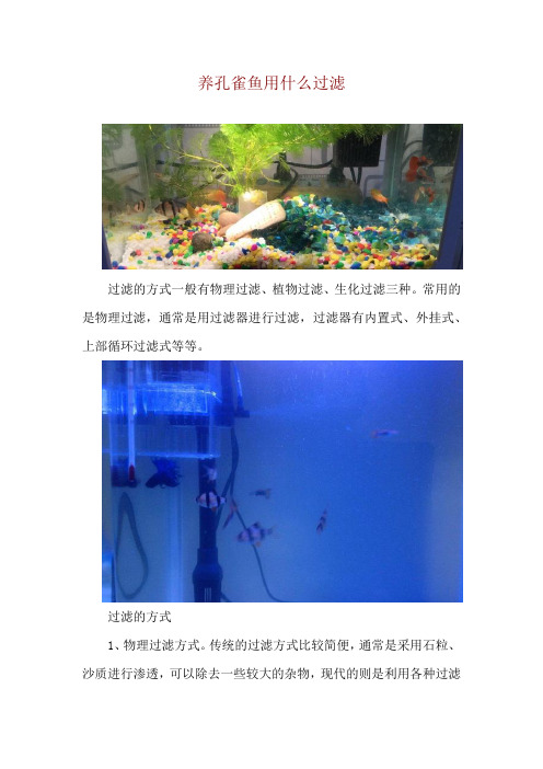 养孔雀鱼用什么过滤