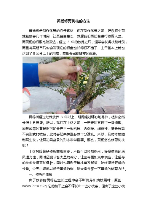 黄杨修剪树枝的方法