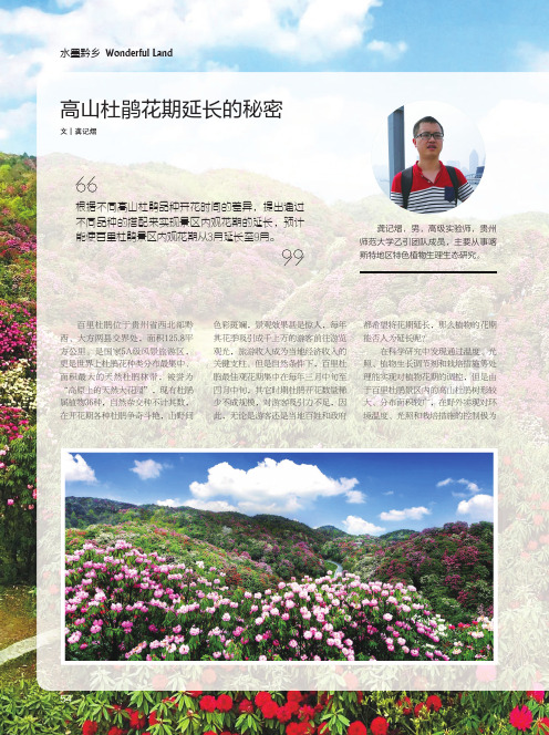 高山杜鹃花期延长的秘密