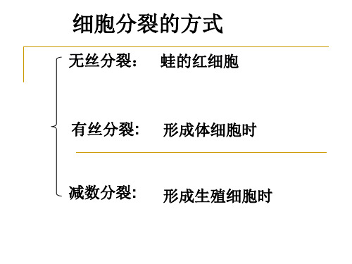 高等植物细胞有丝分裂过程_图文