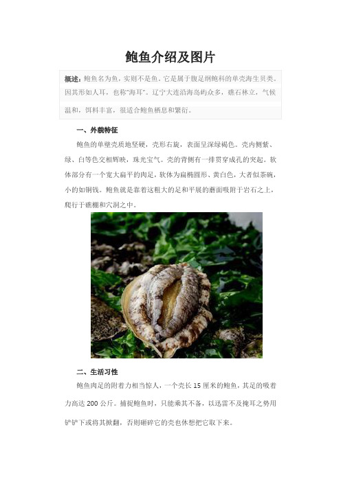 鲍鱼介绍及图片