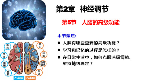 2.5人脑的高级功能课件高二上学期生物人教版选择性必修1(1)