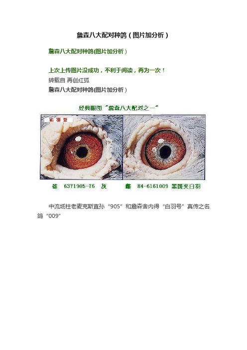 詹森八大配对种鸽（图片加分析）