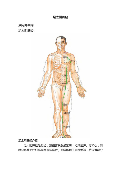 足太阴脾经