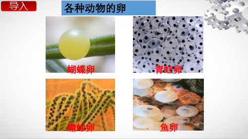 教科版四年级下册科学第6课时  动物的卵课件