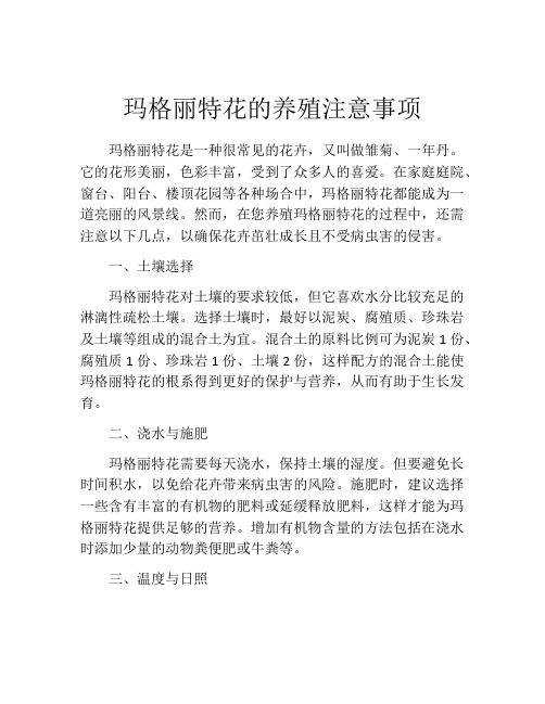 玛格丽特花的养殖注意事项