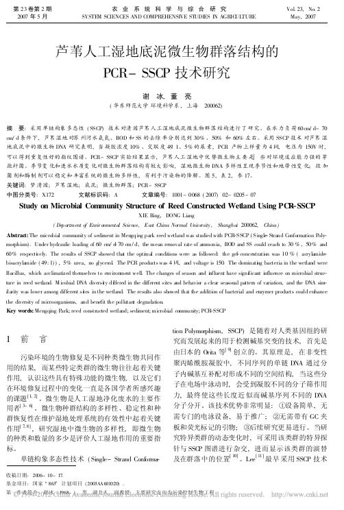 芦苇人工湿地底泥微生物群落结构的PCR_SSCP技术研究_谢冰