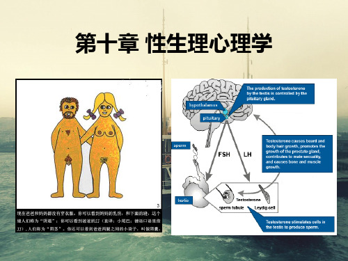 性生理心理学