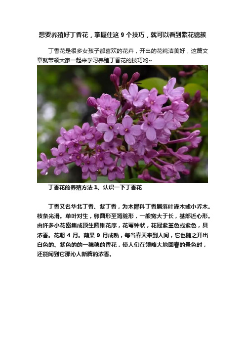 想要养殖好丁香花，掌握住这9个技巧，就可以看到繁花锦簇