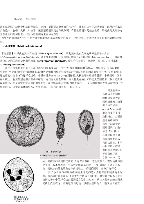 纤毛虫病_高等教育-生物学