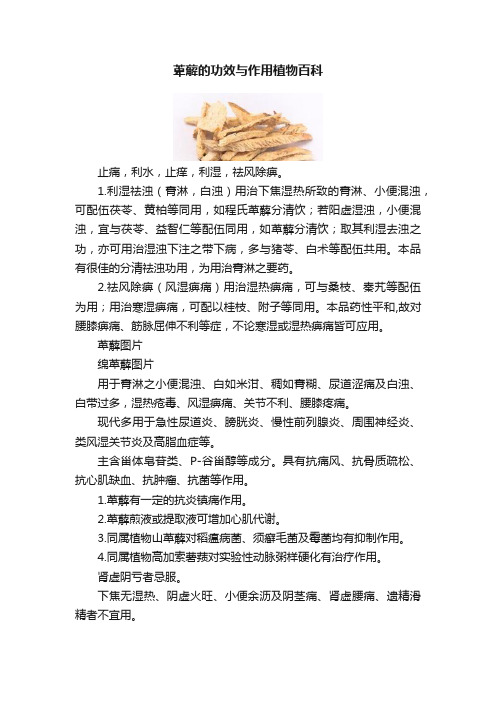 萆薢的功效与作用植物百科