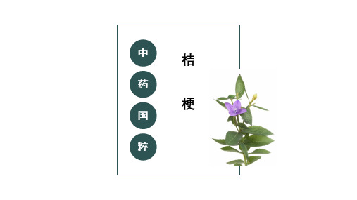 【药用植物栽培技术课件】桔梗的栽培与养护