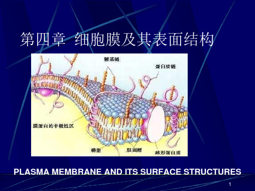 22_细胞膜及其表面结构ppt课件