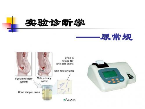 实验 尿常规