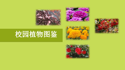 校园植物图鉴