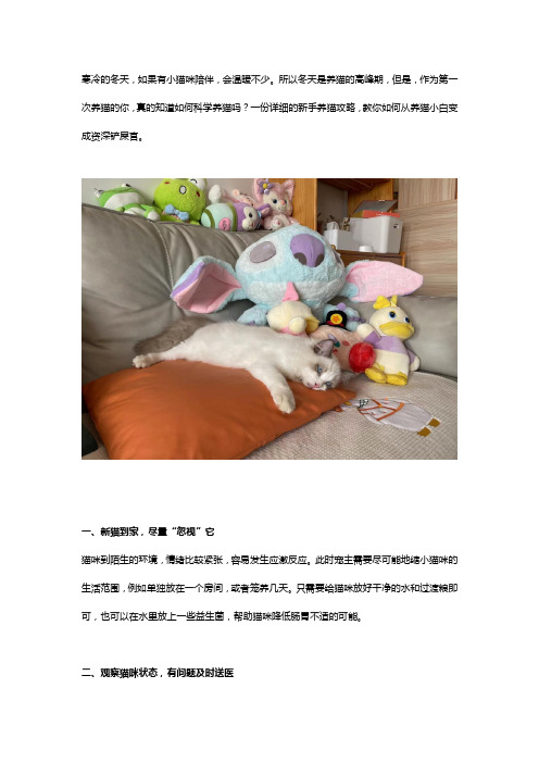 第一次养猫要注意什么,新手养猫应该关注这几方面